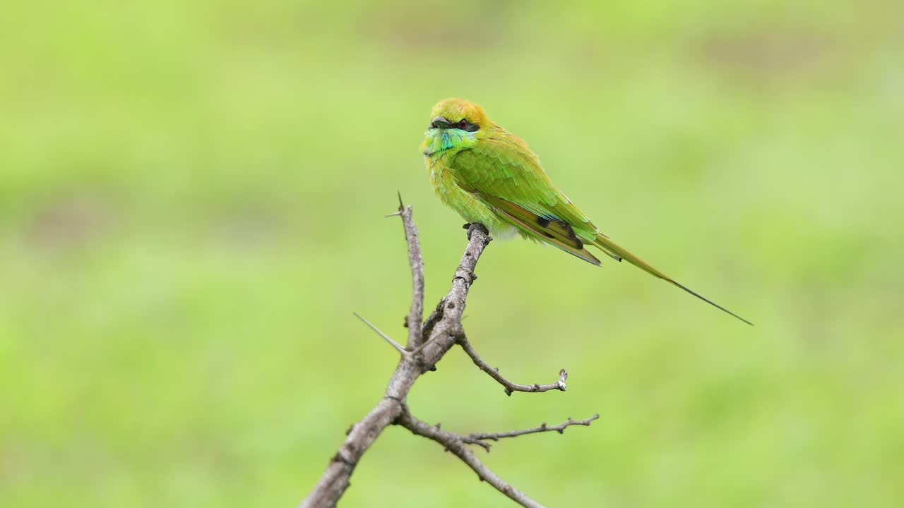 un pequeño abejaruco verde se sienta en un palo durante una tarde de monzón mientras el viento fluye y observa a los insectos voladores para atrapar comida en la india