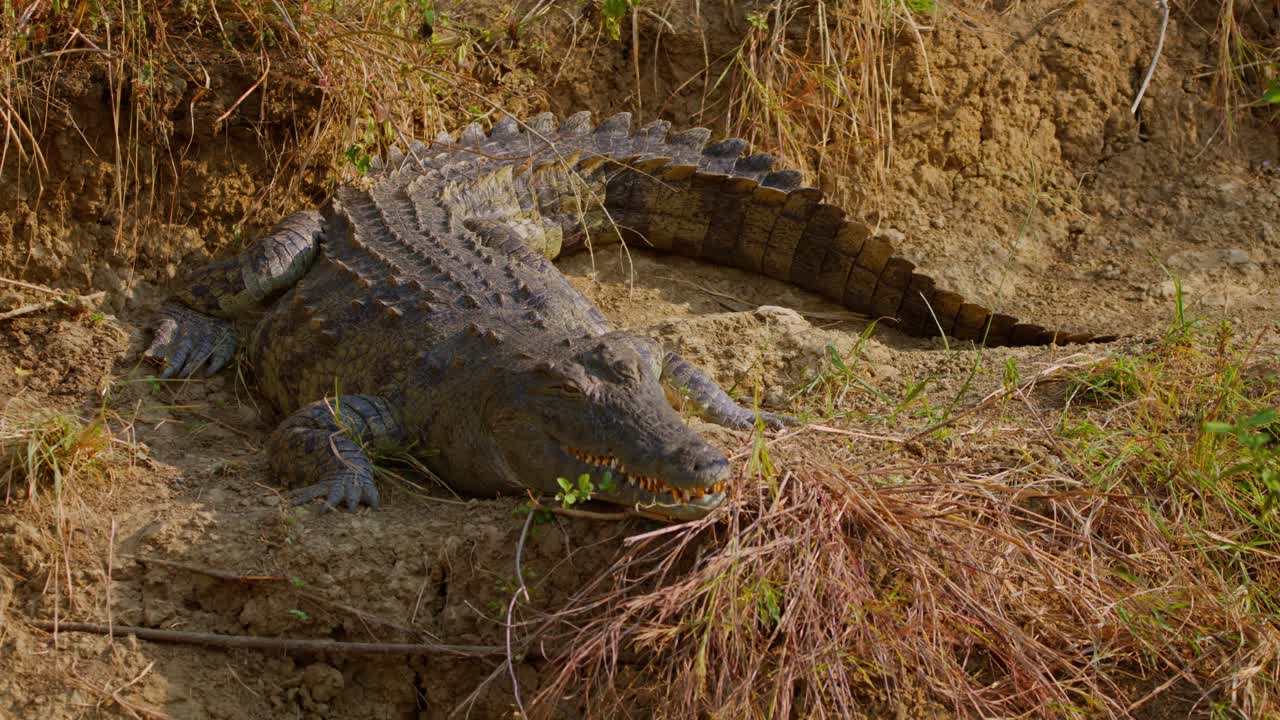 A Nile crocodile, Crocodylus niloticus, lies motionless on the muddy bank in Murchison Falls National Park, Uganda, basking in the sun near the water’s edge, captured in real time