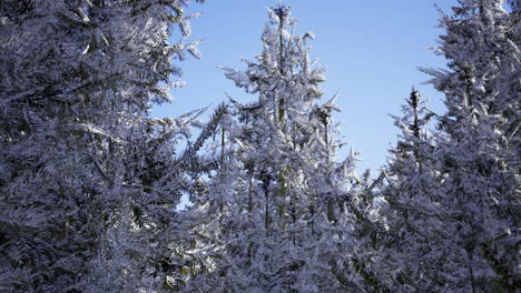 frost covered trees glisten under a bright blue sky in winter landscape