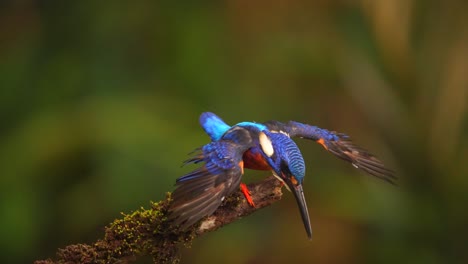 the-Blue-eared-kingfisher-is-flapping-its-wings,-then-descent-and-returns-to-its-perch-while-flapping-its-swings-again