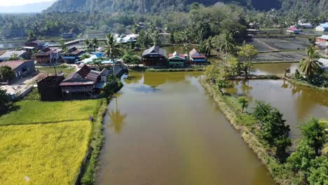 rice fields in indonesia for real