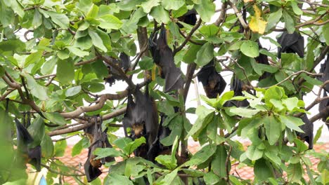 Kopfüber-Hängende-Fledermäuse,-Lyle&#39;s-Flying-Fox