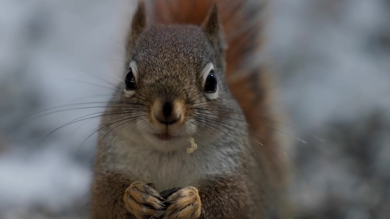 Front View Of Red Squirrel Eating Nut In The Wilderness. - close up
