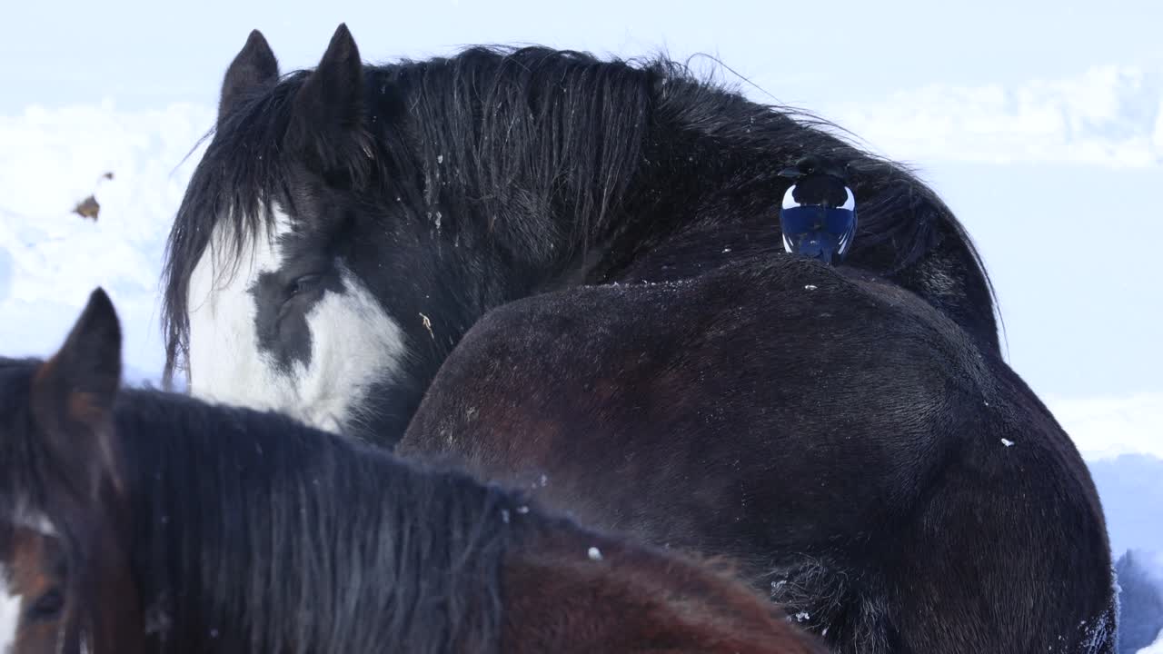 pájaro sentado en caballos de tiro tumbados en la nieve en un día frío 4k cámara lenta