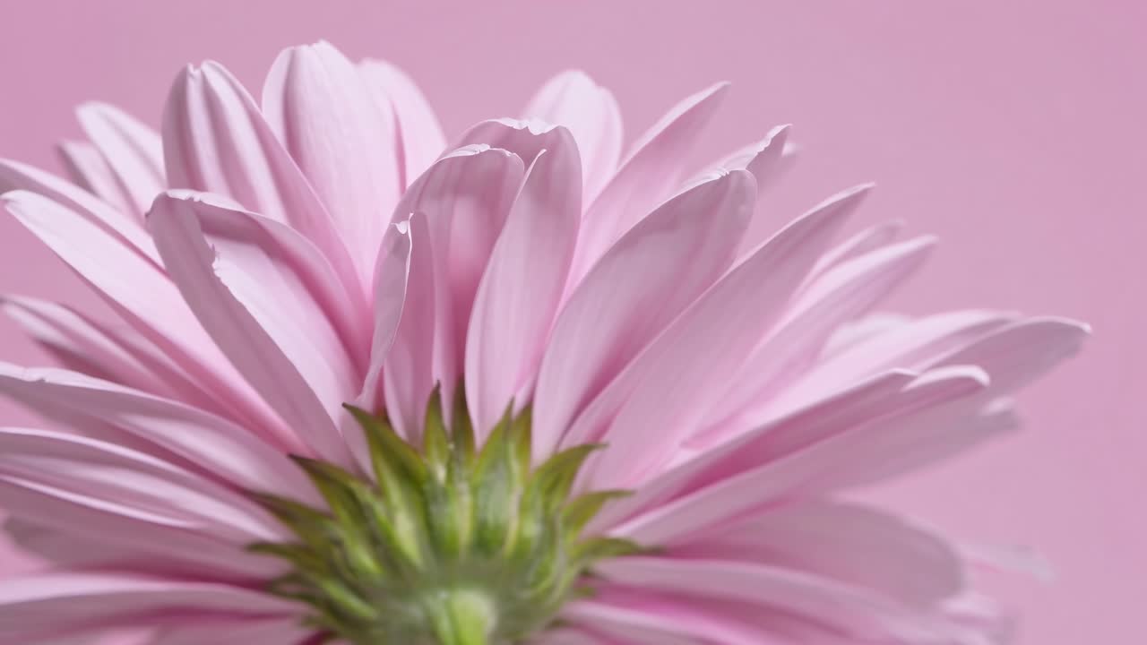 Close-up video of a pink flower from a low angle, highlighting delicate petals against a soft pink