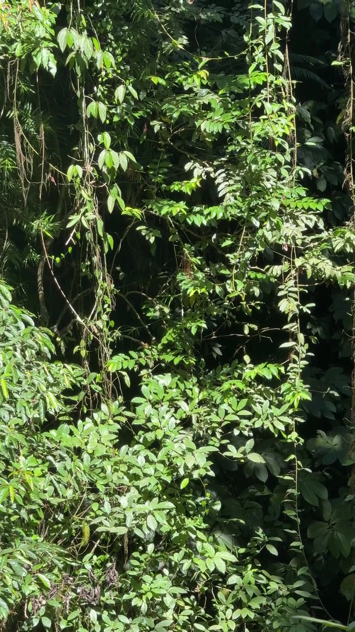 Fogliame Verde Lussureggiante della Foresta Pluviale Tropicale con Liane Pendenti