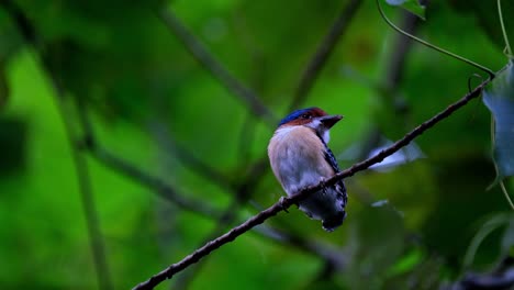 Seen-from-under-while-looking-to-the-right-waiting-for-its-parents-to-come-and-feed,-Banded-Kingfisher-Lacedo-pulchella,-Thailand