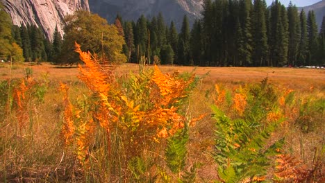 Bäume-Stehen-Am-Rand-Einer-Bergwiese-Im-Yosemite-Nationalpark-Kalifornien-3