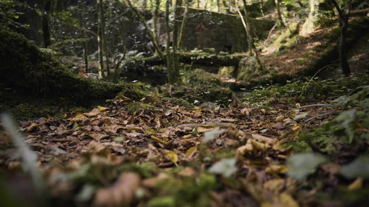 Persona che cammina nel sottobosco della Riserva Naturale di Kennall Vale a Ponsanooth, Inghilterra.