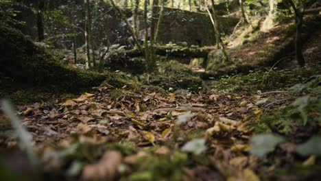 person walking through forest ground of kennall vale nature reserve in ponsanooth, england