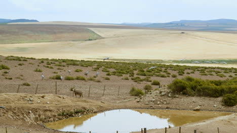 flock of blue-grey blue cranes fly off over dry farm land