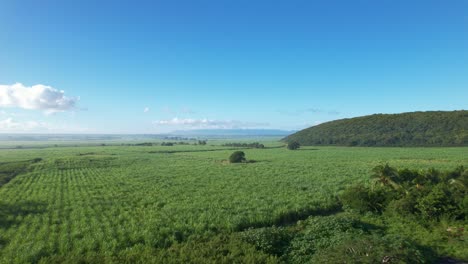 Plantación-Escénica-De-Caña-De-Azúcar-En-Guadalupe,-Francia---Toma-Aérea