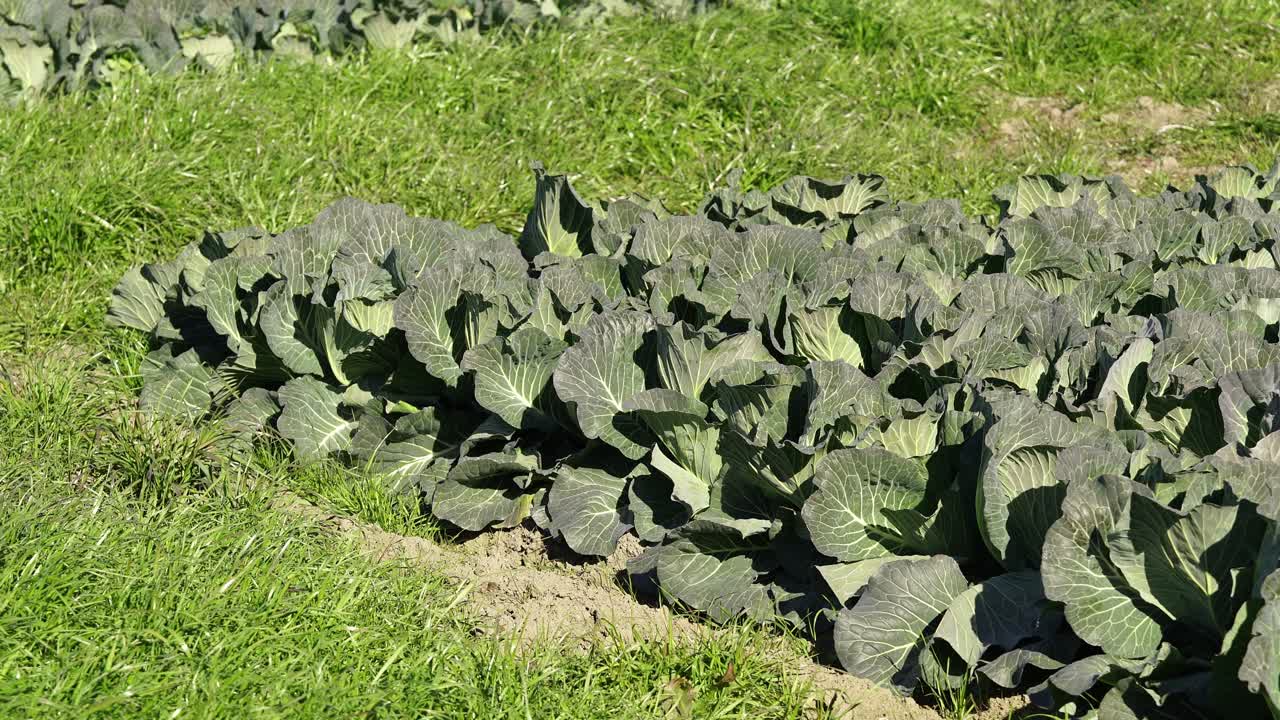 Repolhos em um campo agrícola