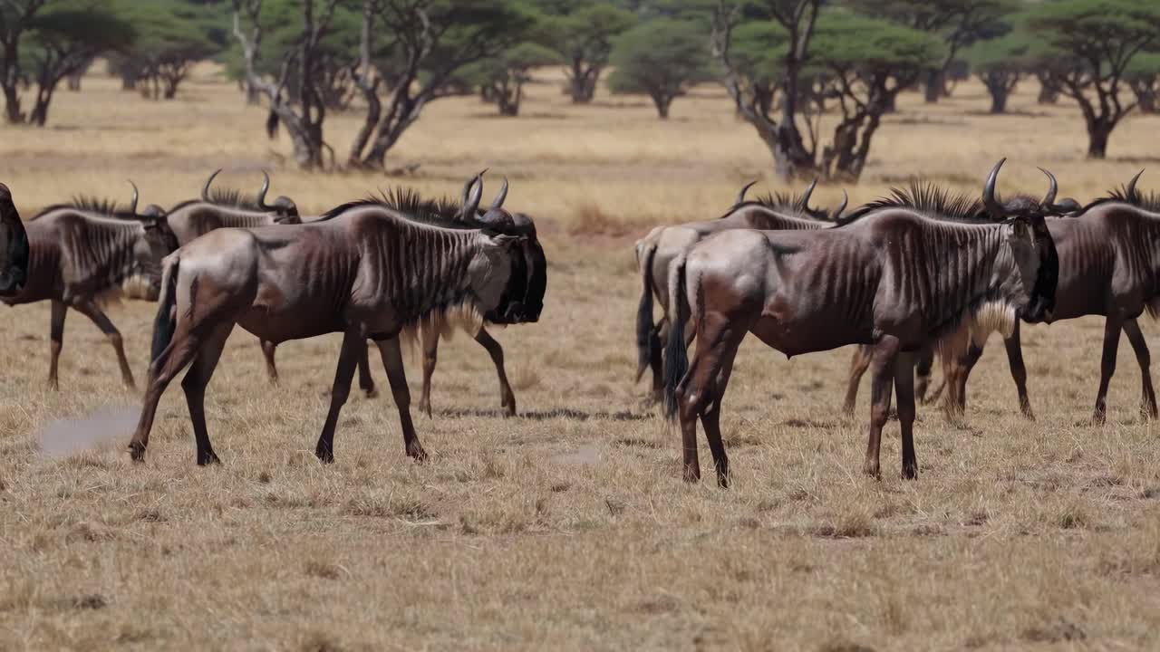 A video captures a herd of wildebeests grazing in a savannah landscape