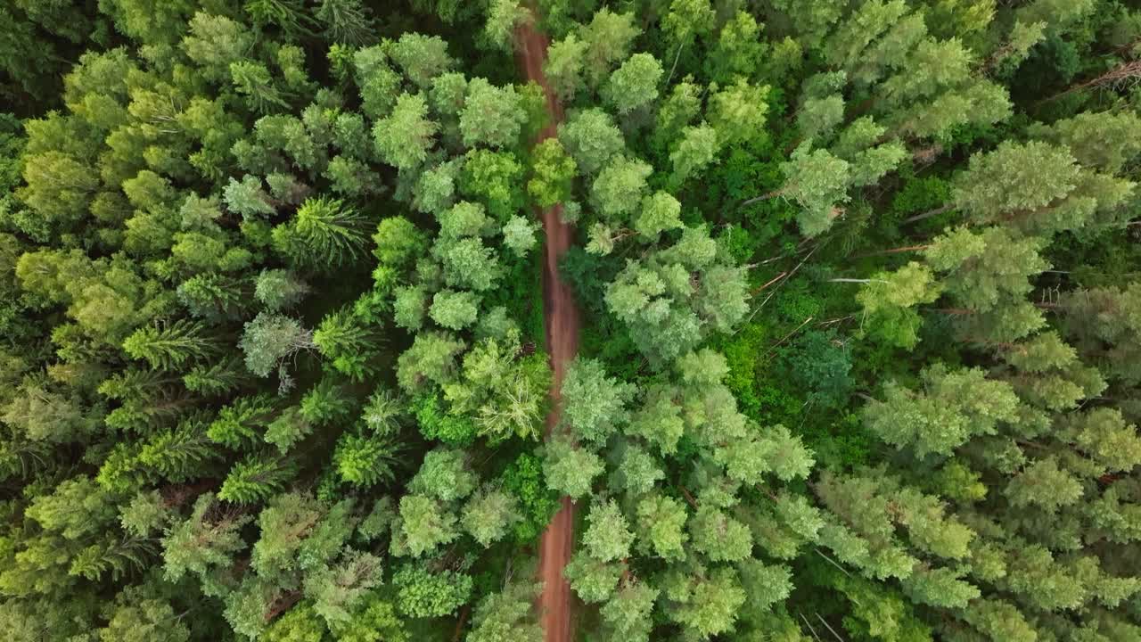 Forward-moving aerial follows narrow woodland road through dense trees