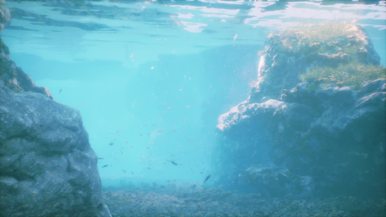 은 파란 물과 산호초와 바위 주변에서 헤엄치는 물고기