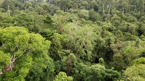 aerial orbit of rain forest in south east asia, wide angle, birds-eye view