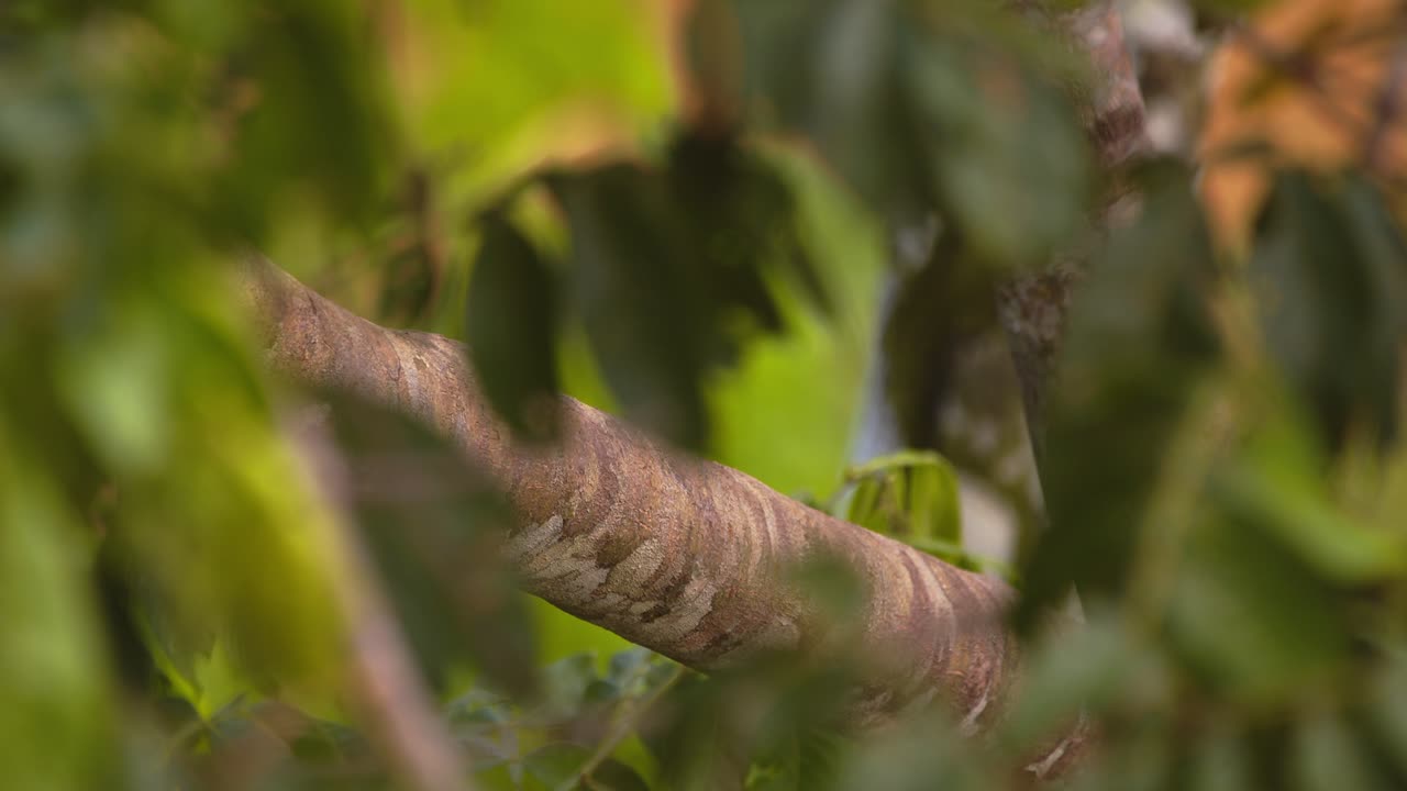 Scarlet Macaw perched in a tree, vibrant feathers glowing in the Amazon rainforest close-up jumps down