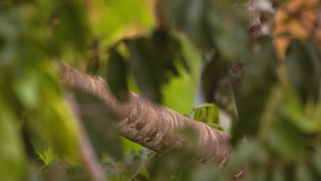 scarlet macaw perched in a tree, vibrant feathers glowing in the amazon rainforest close-up jumps down