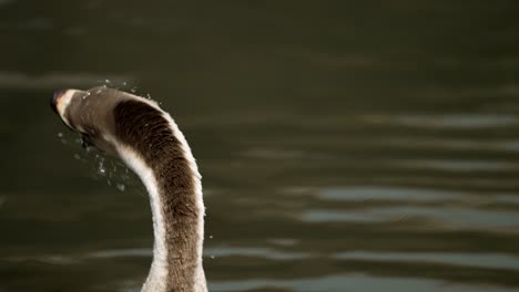 Chinesische-Gans-Im-Teich-Schüttelt-Den-Kopf,-Um-Wasser-Zu-Entfernen