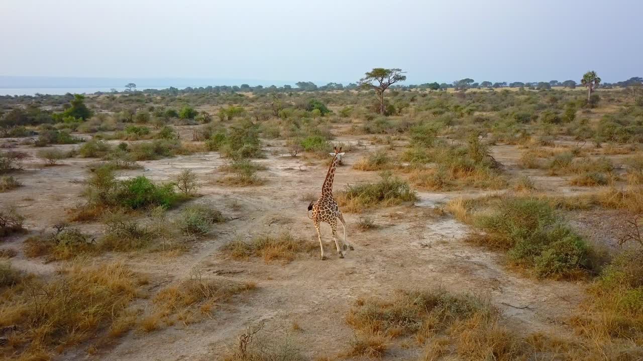 Aerial view of a lone giraffe (Giraffa camelopardalis) walking across sparse African savanna with scattered bushes, its solitary movement and habitat highlighted by the drone from above
