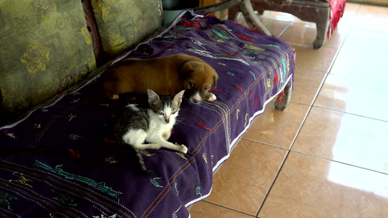 소파 에 강아지 와 새끼 고양이 가 누워 있다