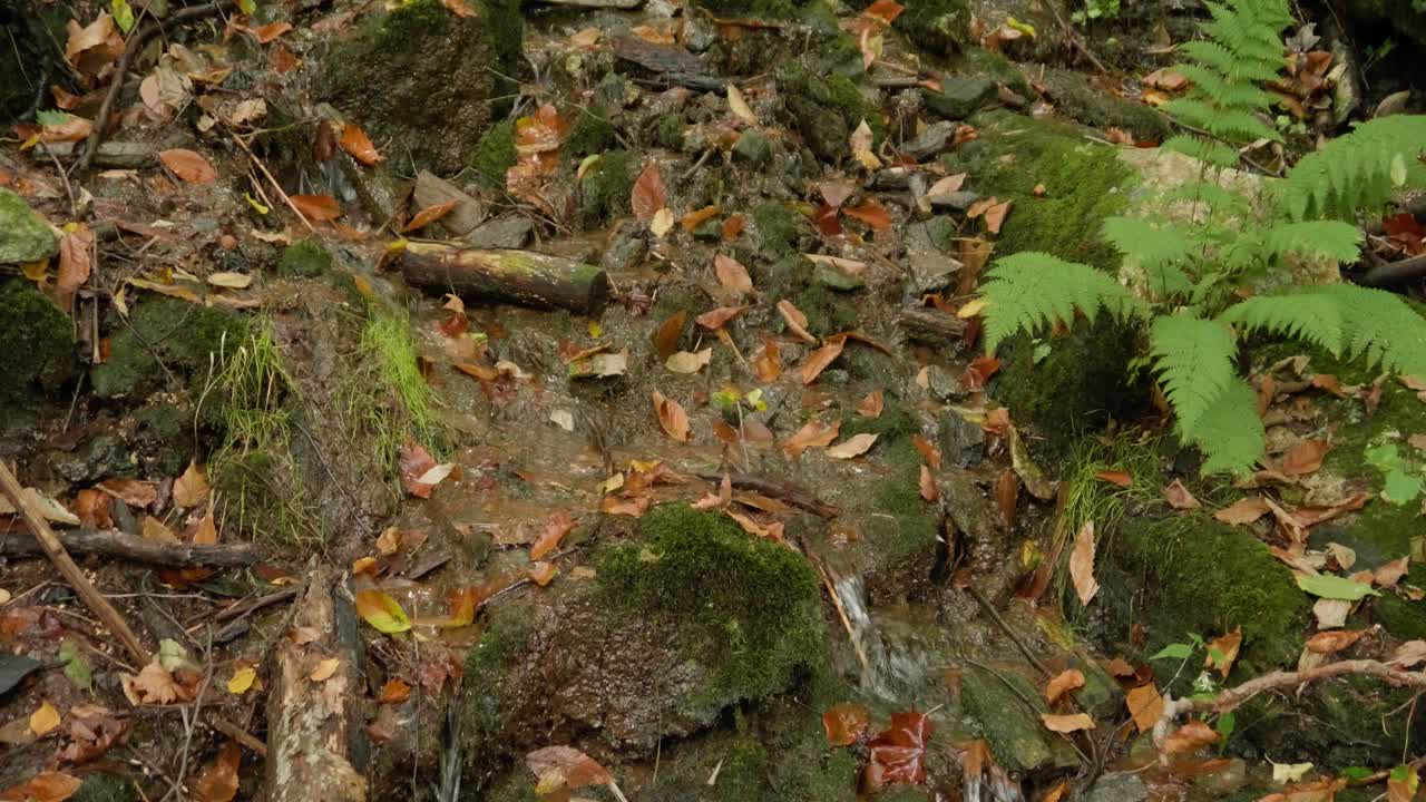 Water trickes down hillside full of trees, leaves, branches