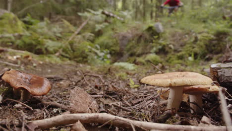 slomo, mountain biker jumps off a bank next to mushrooms in a forest