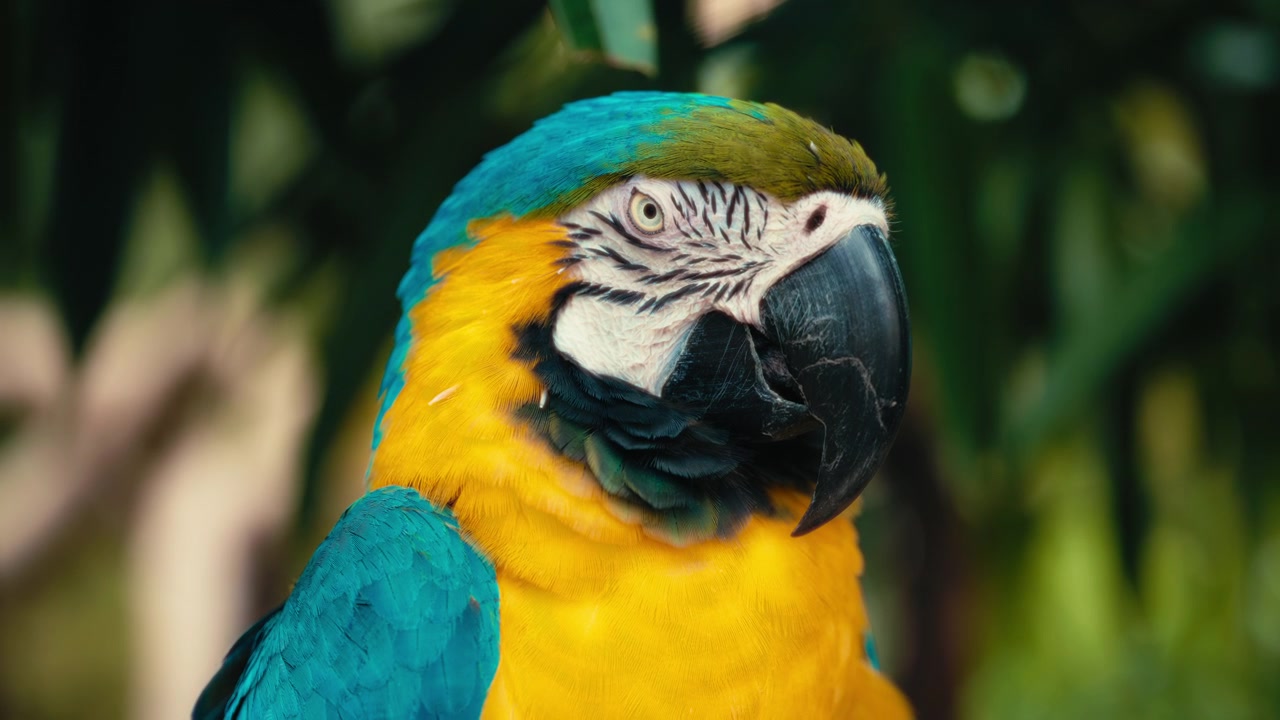 Primo piano di una maestosa ara blu e gialla nella foresta tropicale.