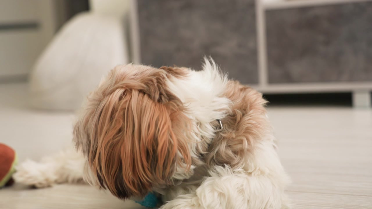 Adorabile cane Shih Tzu che gioca con un giocattolo blu in casa