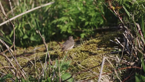 blue throat bird wandering on mossy ground surrounded by bushy vegetation and reed, bluethroat