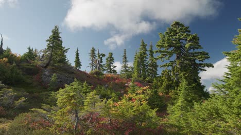 Slow-Panning-Shot-of-an-Alpine-Forest-with-Clear-Skies