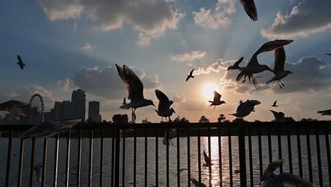 Silhouette:-Flock-of-birds,-Beautiful-cloudy-sunset-with-sea-and-group-of-white-bird,-Seagulls-are-flying-above-the-Arabian-sea,-Movement-of-the-birds,-United-Arab-Emirates