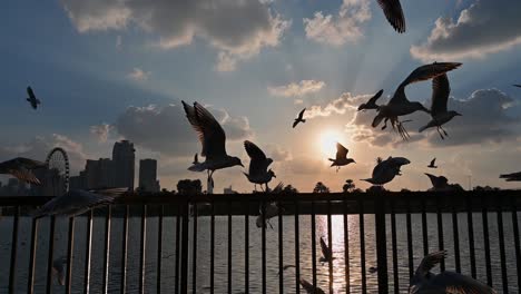 silhouette: flock of birds, beautiful cloudy sunset with sea and group of white bird, seagulls are flying above the arabian sea, movement of the birds, united arab emirates