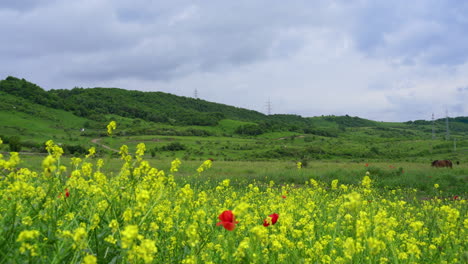 panoramic view of a field with flowers and a little poppy