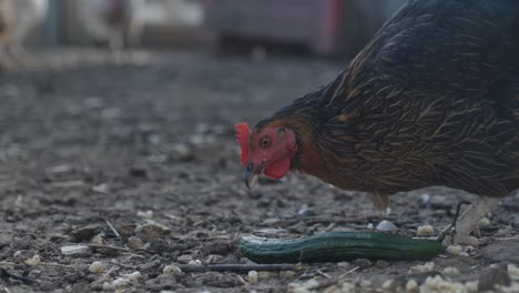 a close-up of a chicken pecking at a cucumber piece on the ground, showcasing its natural feeding behavior. this moment captures the simplicity of farm life and the joy of fresh food.