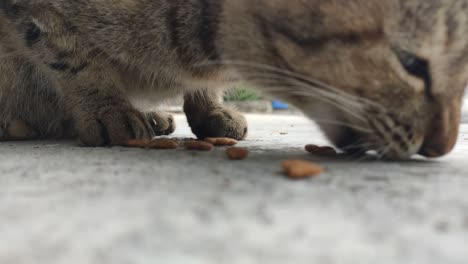 hungry cat eating food on the street