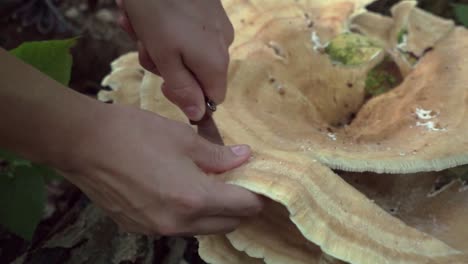 tracking shot of a berkeley's polypore mushroom being harvested with a knife