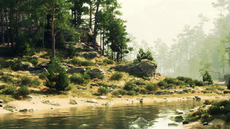 una escena tranquila del bosque