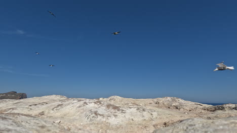 seagulls flying around over the sea view against the sky with rocks