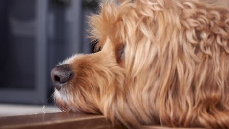 primer plano de una cara de perro cavapoo relajada pero curiosa
