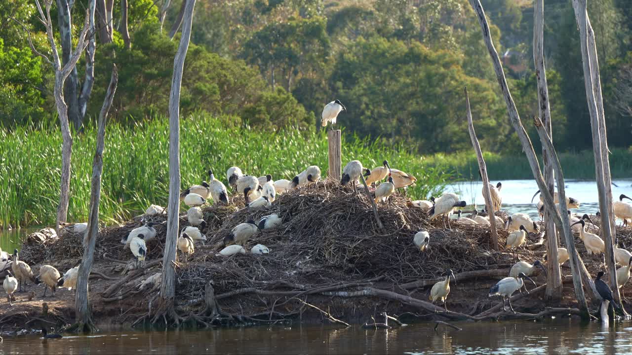 un branco di ibis bianchi australiani, appoggiati sull'isola, si alloggiano e nidificano in mezzo al lago della fauna selvatica durante la stagione riproduttiva.