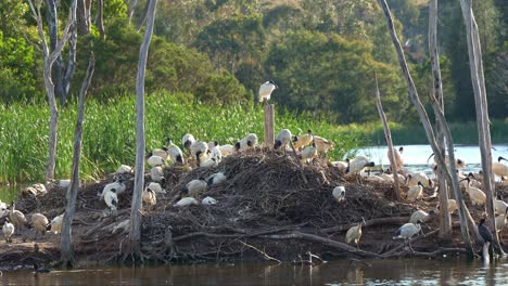 bandada de ibis blancos australianos posados en la isla, posándose y anidando en medio del lago de vida silvestre durante la temporada de reproducción