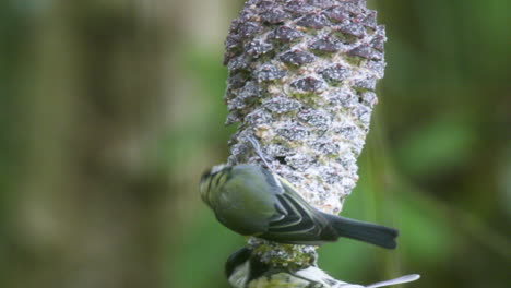 two great tits balancing on a pine cone feeding