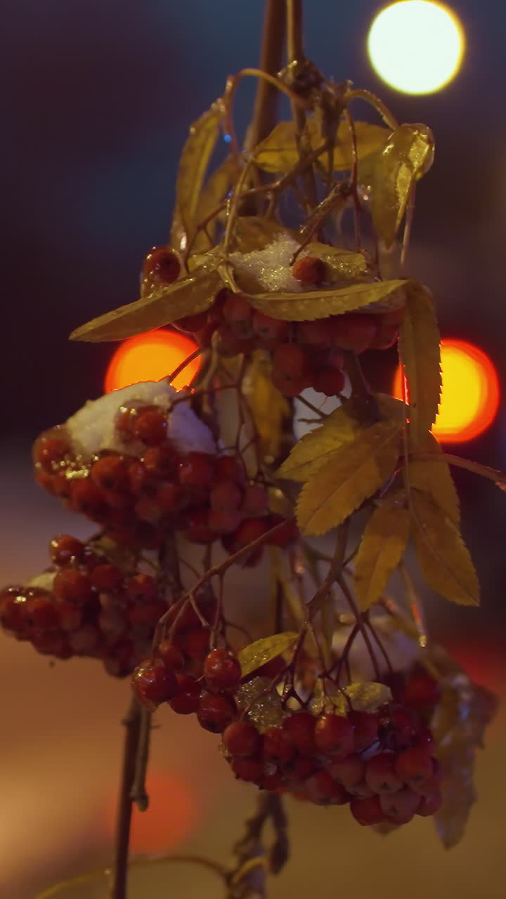 Ramo d'albero con bacche rosse brillanti e foglie autunnali gialle ricoperte di brina, illuminato da luce soffusa sotto un cielo blu intenso, con fari di auto sfocati e un edificio residenziale sullo sfondo