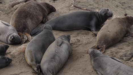 cachorros de elefante marino arrastrándose en la colonia de piedras blancas