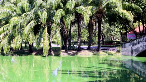 peaceful park scene with lush greenery