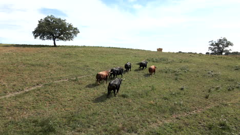 4K-Drohnenaufnahmen-Einer-Bullenherde,-Die-Auf-Einem-Feld-Rennt