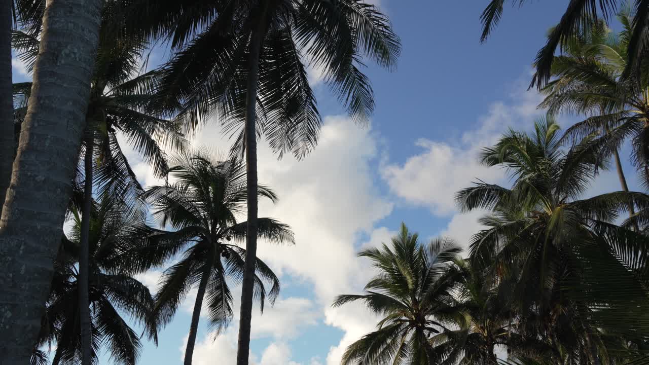 View of coconut palm trees against a blue sky with white clouds, tropical weather