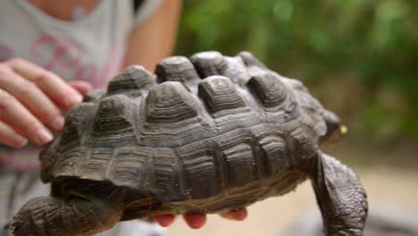 video of incredible baby tortoise on a human hand from a botanical garden in victoria on mahe island in seychelles